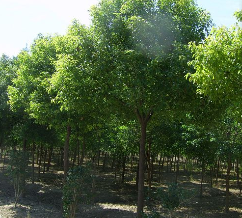 香樟樹(shù)圖片/香樟樹(shù)樣板圖 (4)