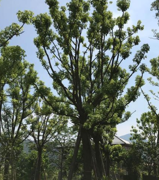 郴州市湖南绿化树种植基地厂家