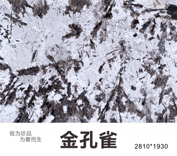 金孔雀圖片/金孔雀樣板圖 (1)