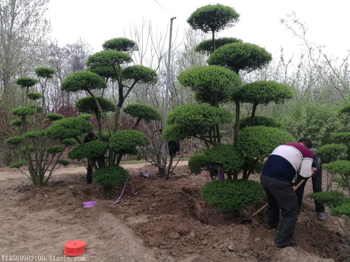 鄢陵小葉女貞造型樹基地直銷圖片/鄢陵小葉女貞造型樹基地直銷樣板圖 (3)