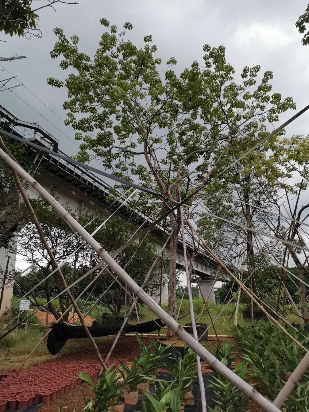 10-12公分紫花风铃木 自家苗圃出售各种规格紫花风铃木 量大优惠