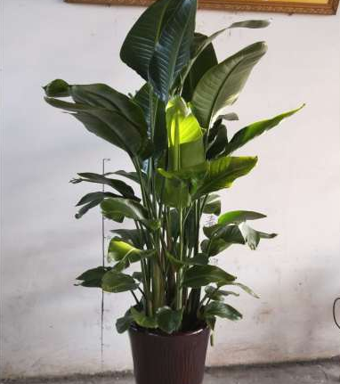 綠植租賃圖片/綠植租賃樣板圖 (3)