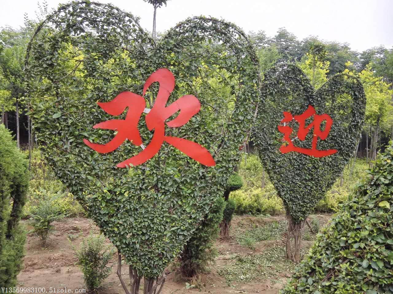 景觀造型樹批發(fā)基地