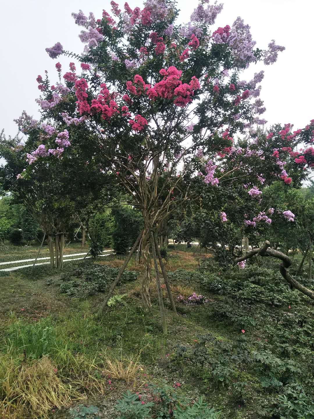 云南昆明造型紫薇种植培育基地直销批发价格 高存活率图片