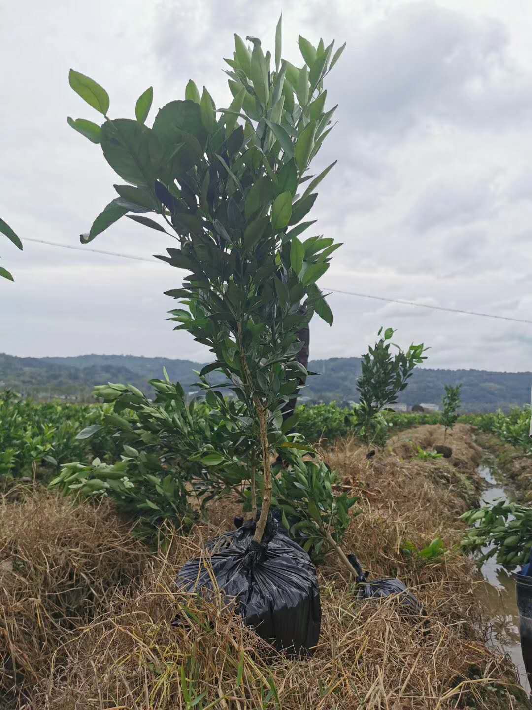 桔苗圖片/桔苗樣板圖 (3)