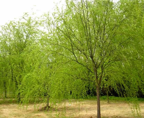 垂柳圖片/垂柳樣板圖 (2)