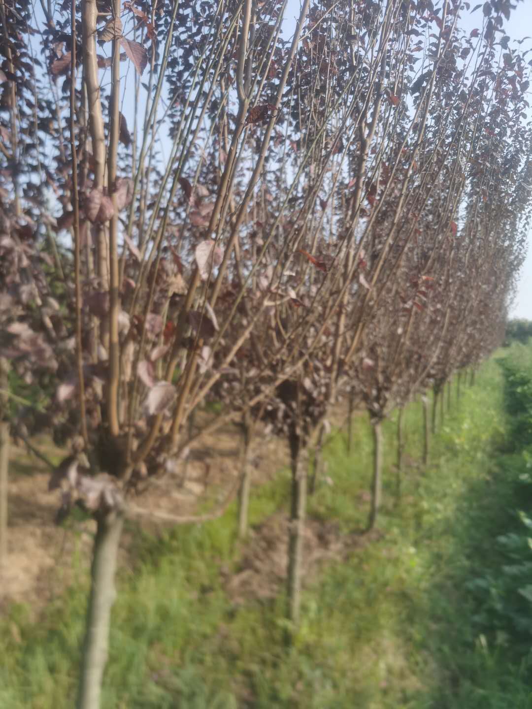 種植基地圖片/種植基地樣板圖 (2)