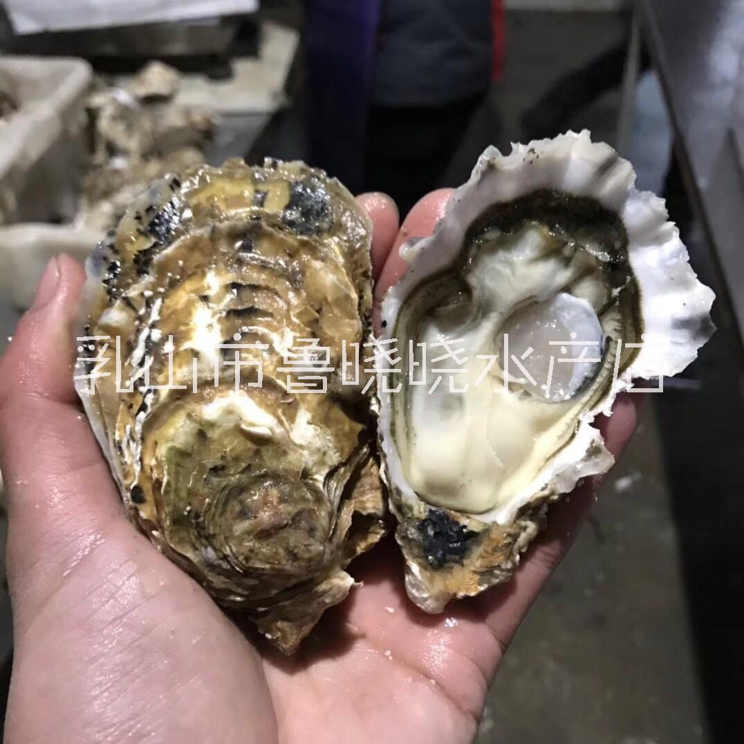 牡蠣圖片/牡蠣樣板圖 (1)