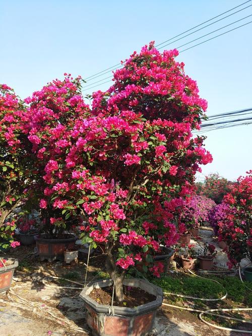 海南儋州紅花三角梅種植基地圖片/海南儋州紅花三角梅種植基地樣板圖 (4)