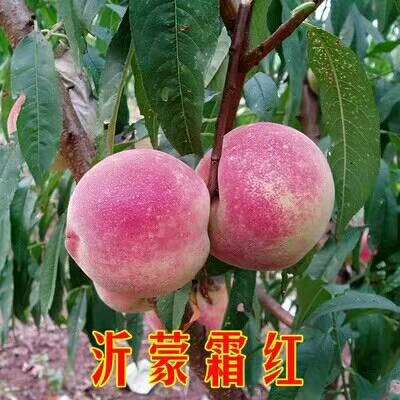 山東 冬桃苗，映霜紅桃苗，金秋紅蜜桃苗價格
