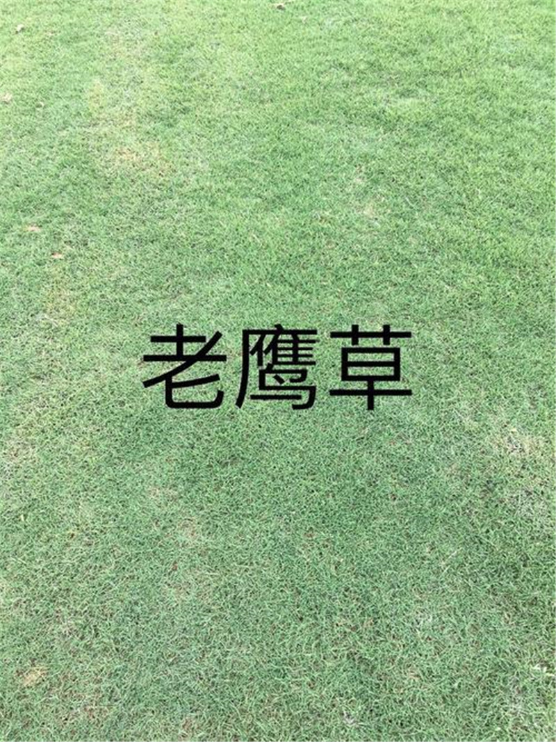 發(fā)價圖片/發(fā)價樣板圖 (1)