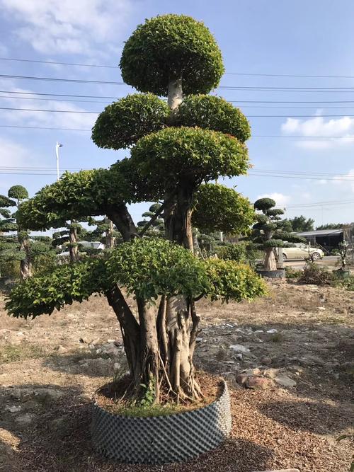 海口造型榕批发价-海口造型榕供应商-海口造型榕报价-海口造型榕直销-海口造型榕多少钱【海南市璟权园林工程有限公司】图片