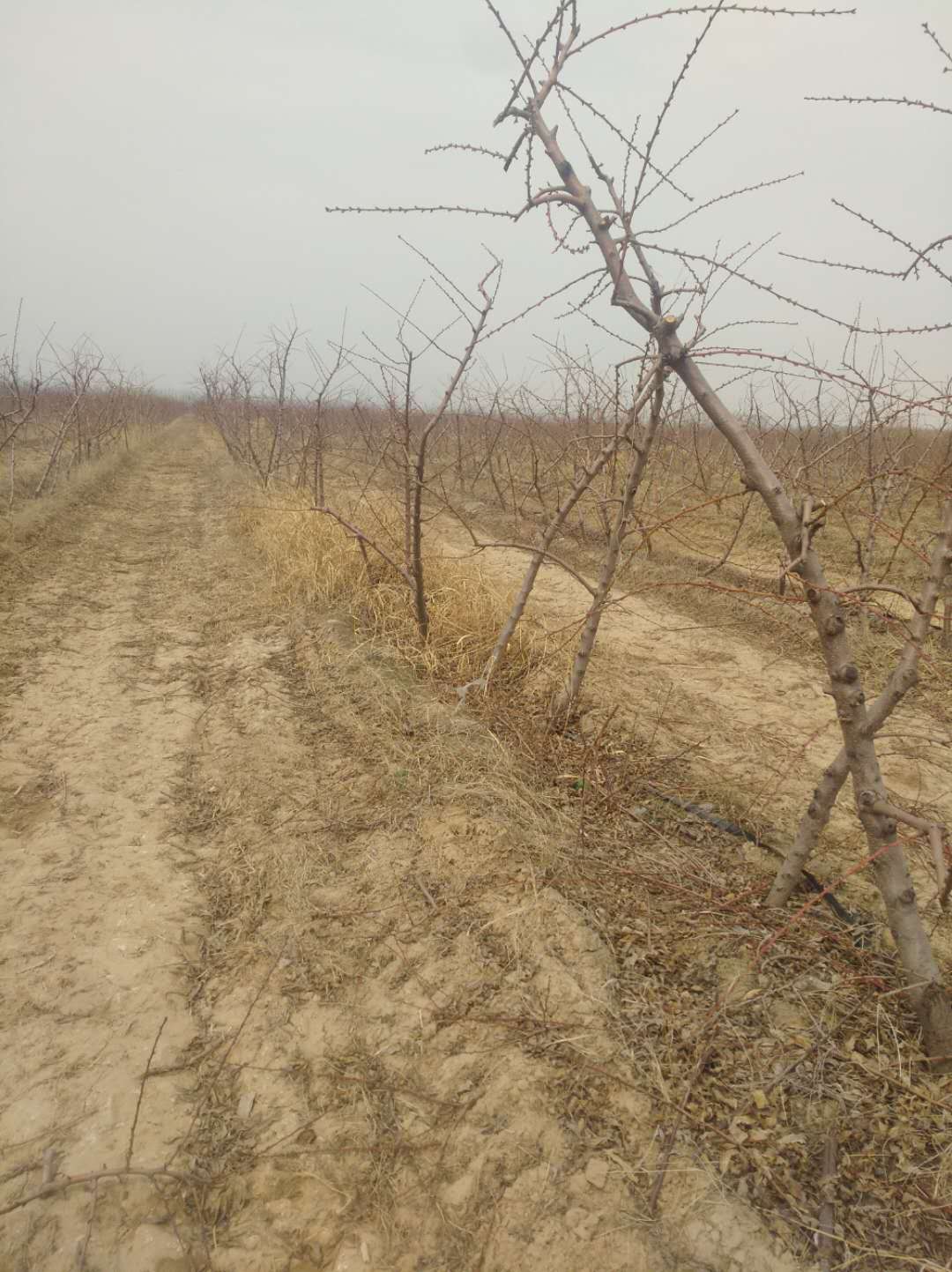 山西桃樹苗種植-價(jià)格-批發(fā)-哪家好 桃樹苗