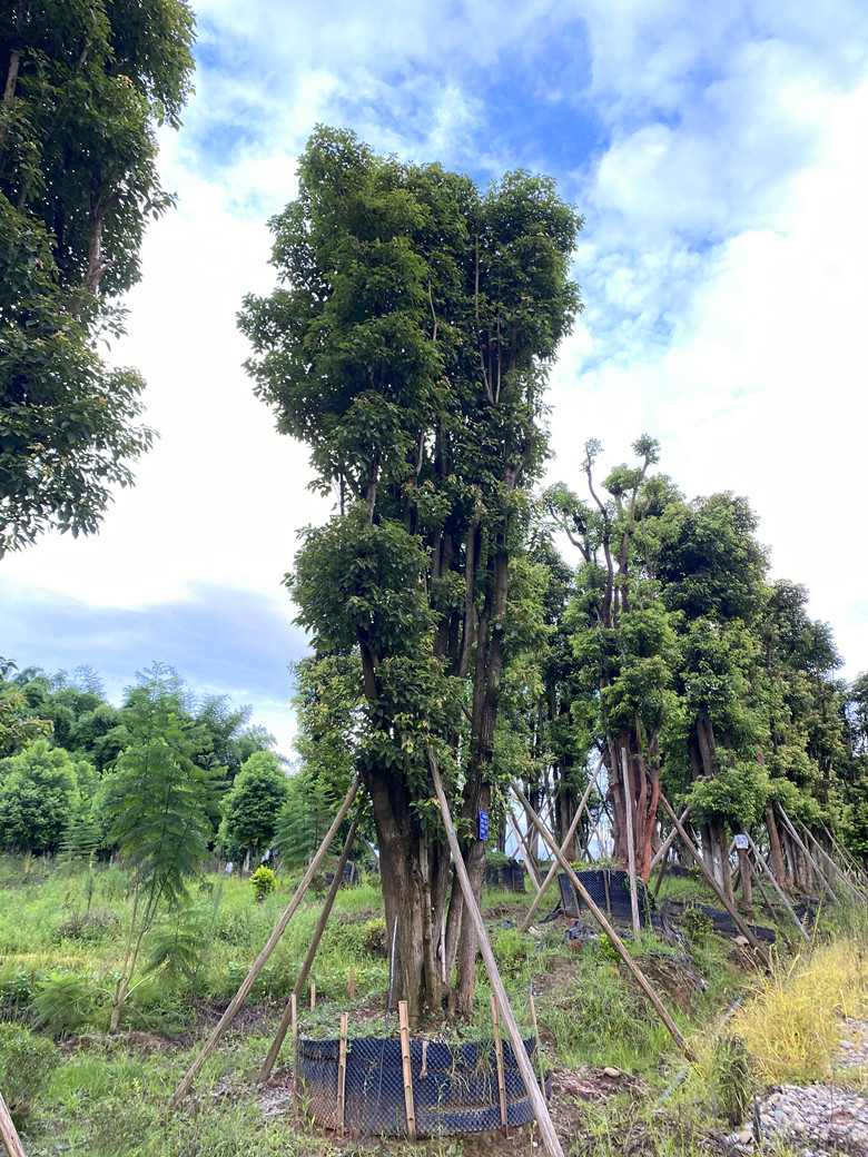 泸州市多头香樟厂家泸州地区大规模 多头香樟种植基地