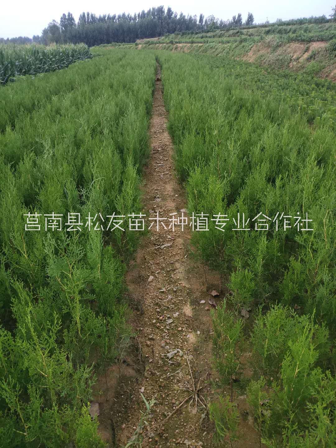 莒南县松友苗木种植专业合作社