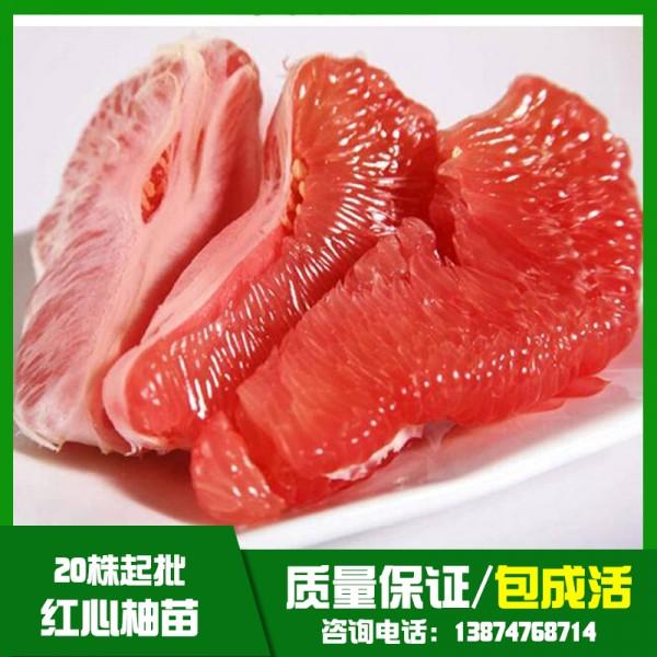 紅心柚圖片/紅心柚樣板圖 (2)