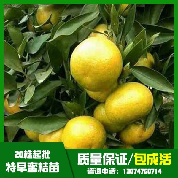 蜜桔苗圖片/蜜桔苗樣板圖 (2)