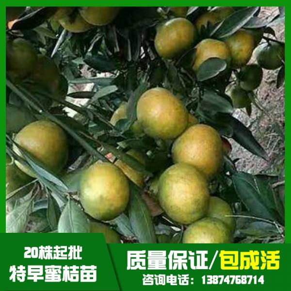 蜜桔苗圖片/蜜桔苗樣板圖 (3)