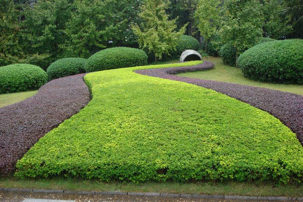 綠化養(yǎng)護公司圖片/綠化養(yǎng)護公司樣板圖 (4)