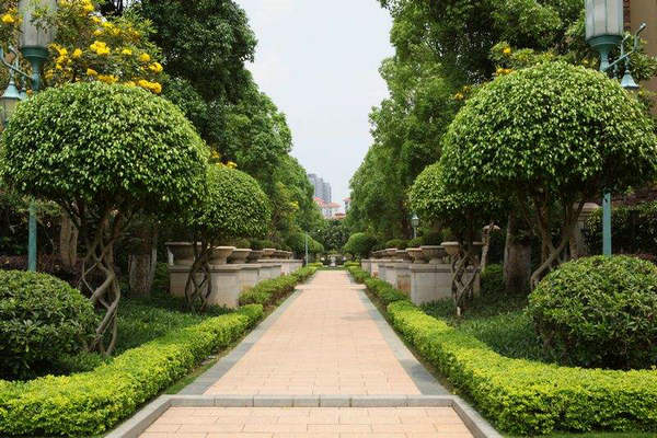 泰安綠化養(yǎng)護(hù)公司、承接綠化養(yǎng)護(hù)管理、植物造型修理【泰安市創(chuàng)美綠化工程有限公司】