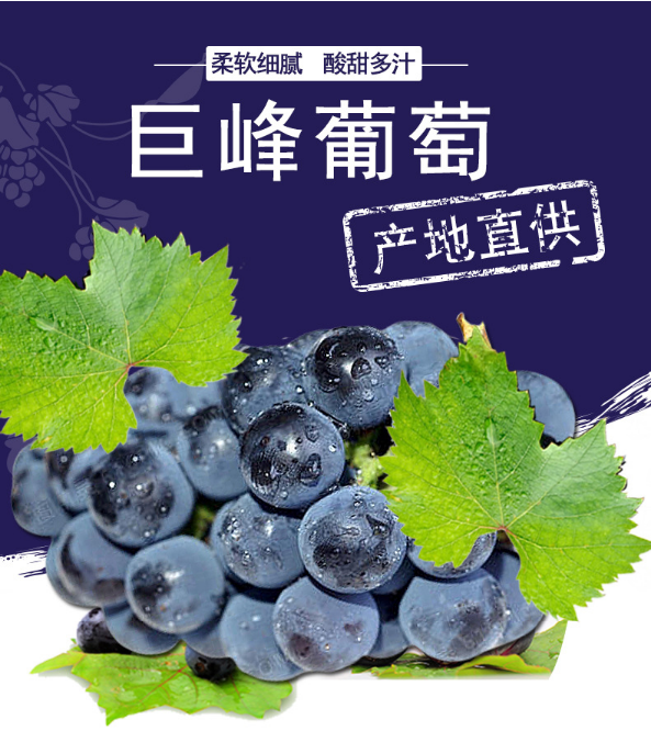 巨峰葡萄苗基地直销、培育基地、价钱、供应【兴安县鑫鑫水果种植合作社】图片