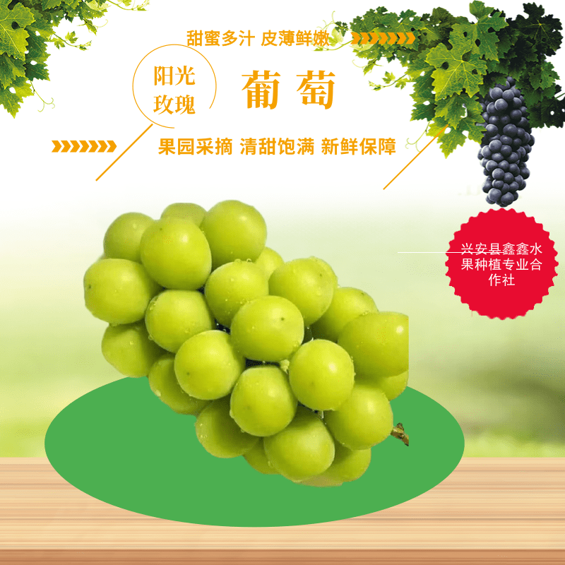 陽光玫瑰葡萄批發(fā)圖片/陽光玫瑰葡萄批發(fā)樣板圖 (1)