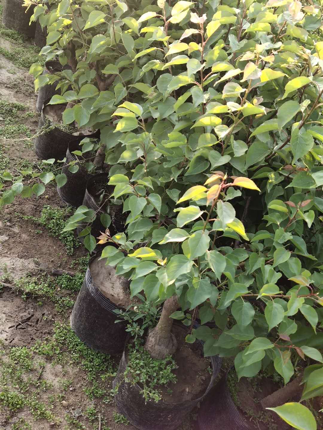 杏樹苗圖片/杏樹苗樣板圖 (1)