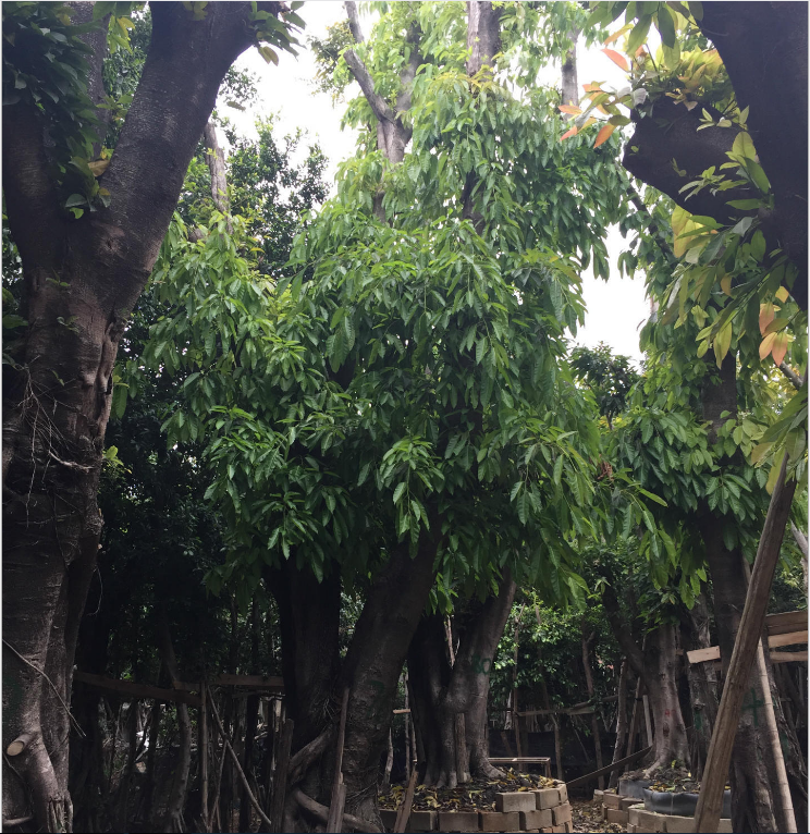 大葉榕圖片/大葉榕樣板圖 (3)