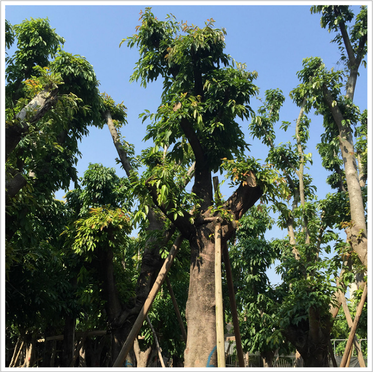 大葉榕圖片/大葉榕樣板圖 (4)