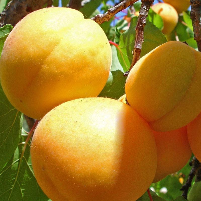 杏樹苗圖片/杏樹苗樣板圖 (4)