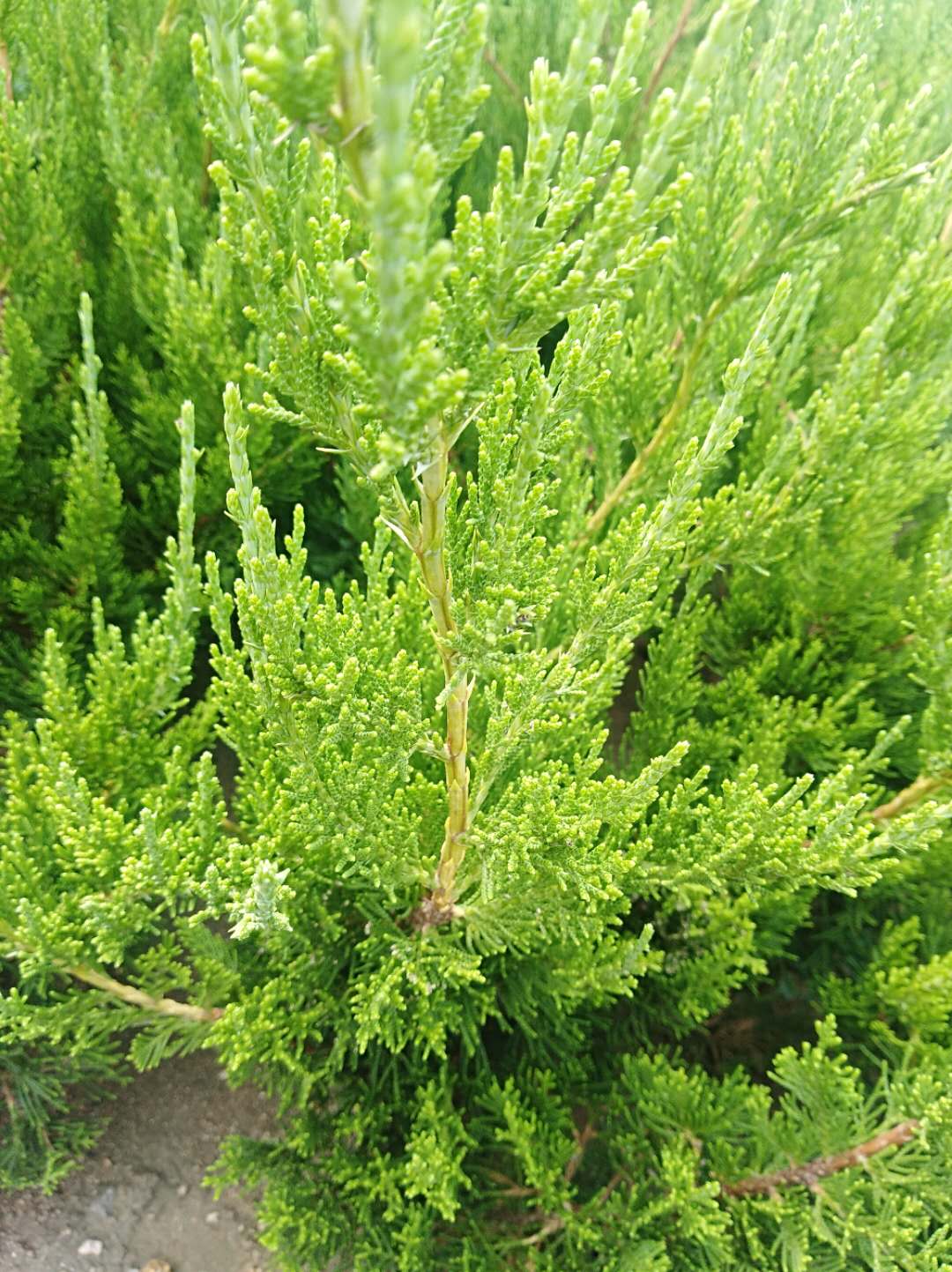 龍柏苗常年供應(yīng) 龍柏苗*惠