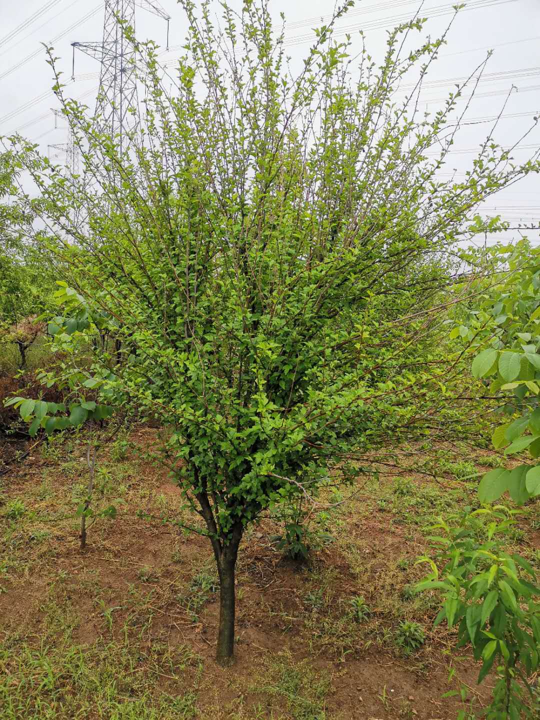 木槿大量銷售 木槿常年供應 木槿*惠