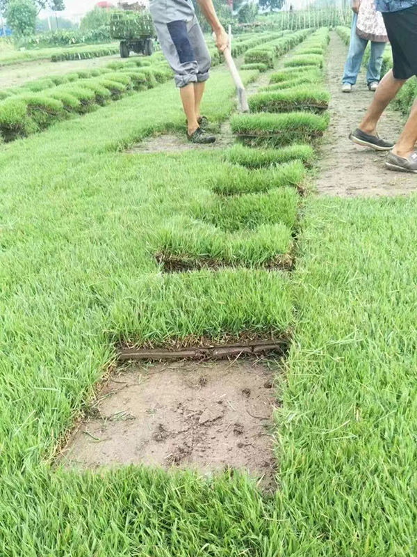 安徽中华结缕草基地安徽中华结缕草基地-安徽中华结缕草批发价格-【民泽草坪苗木种植基地】