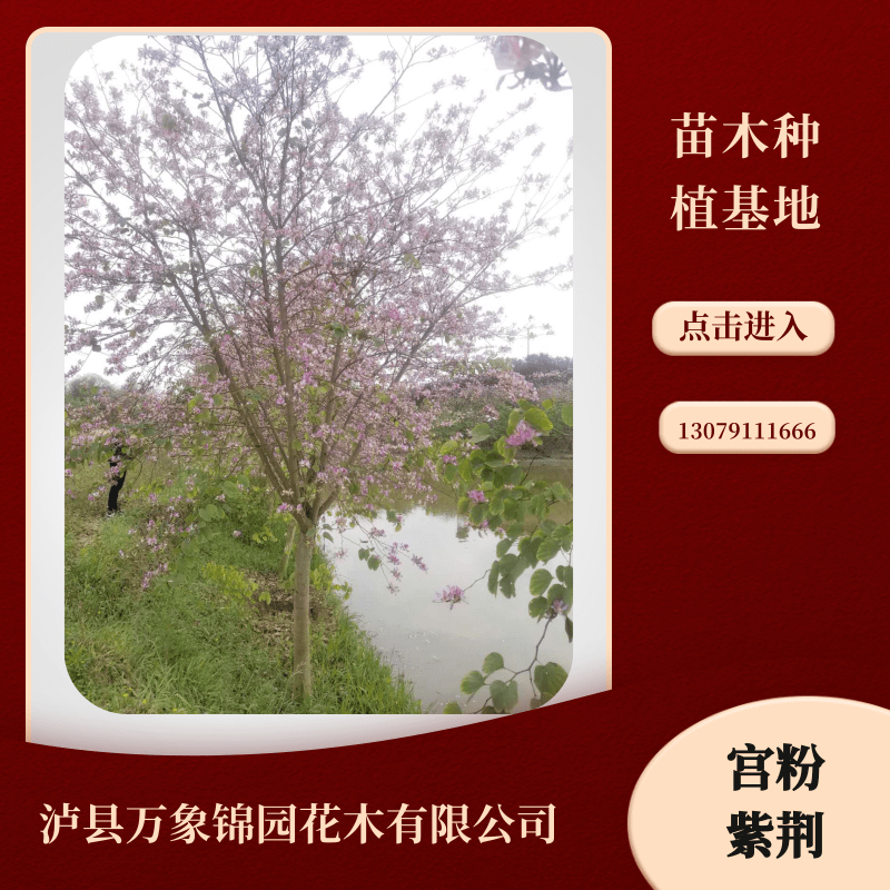 宮粉紫荊圖片/宮粉紫荊樣板圖 (3)