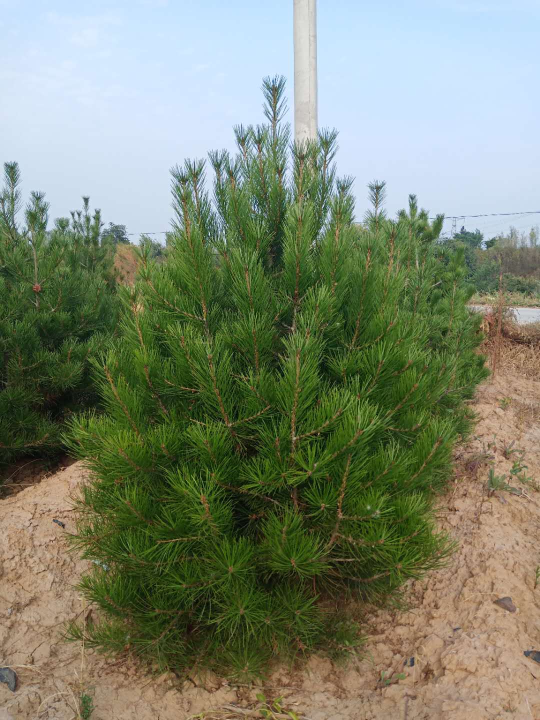 白皮松圖片/白皮松樣板圖 (3)