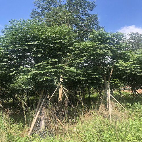 台湾栾树价格 台湾栾树大量销售 台湾栾树常年供应图片