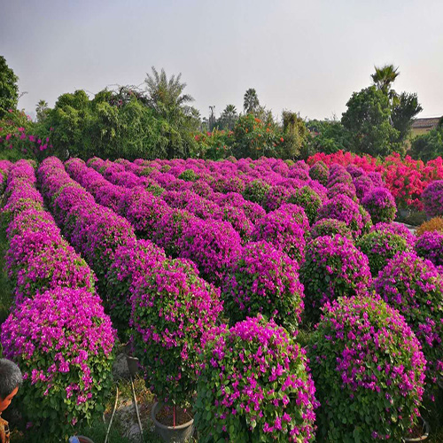 三角梅常年供應(yīng) 優(yōu)質(zhì)三角梅廠(chǎng)家直銷(xiāo)@優(yōu)質(zhì)供應(yīng)商#價(jià)格，@報(bào)價(jià)