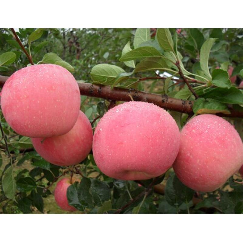 直銷(xiāo)矮化蘋(píng)果苗 嫁接蘋(píng)果樹(shù)苗 紅富士蘋(píng)果樹(shù)苗 煙富蘋(píng)果樹(shù)苗