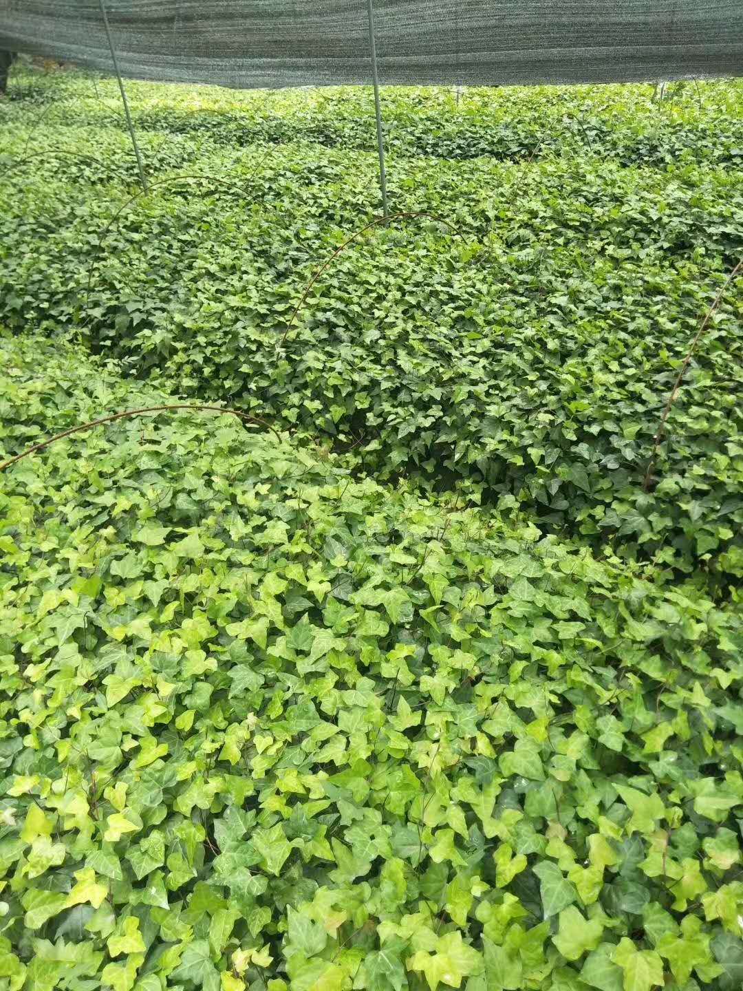 爬山虎基地  爬山虎批發(fā)價(jià)格 爬山虎供應(yīng)商