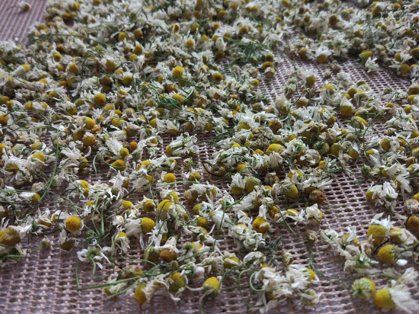 山東千弘菊花微波烘干設(shè)備定制烘干效率高環(huán)保無污染