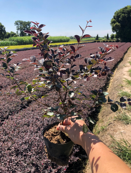 湖北红花继木大杯苗基地 、价格、  供应、批发【金华市清萌园林绿化有限公司】图片