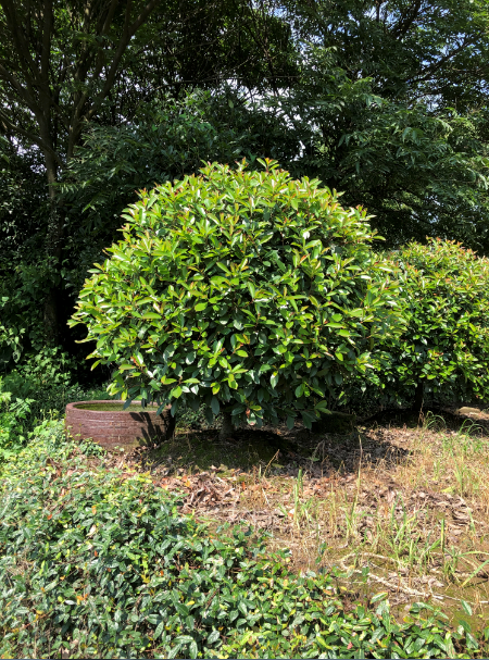 江蘇紅葉石楠球基地 、價格、  供應、批發(fā)【金華市清萌園林綠化有限公司】