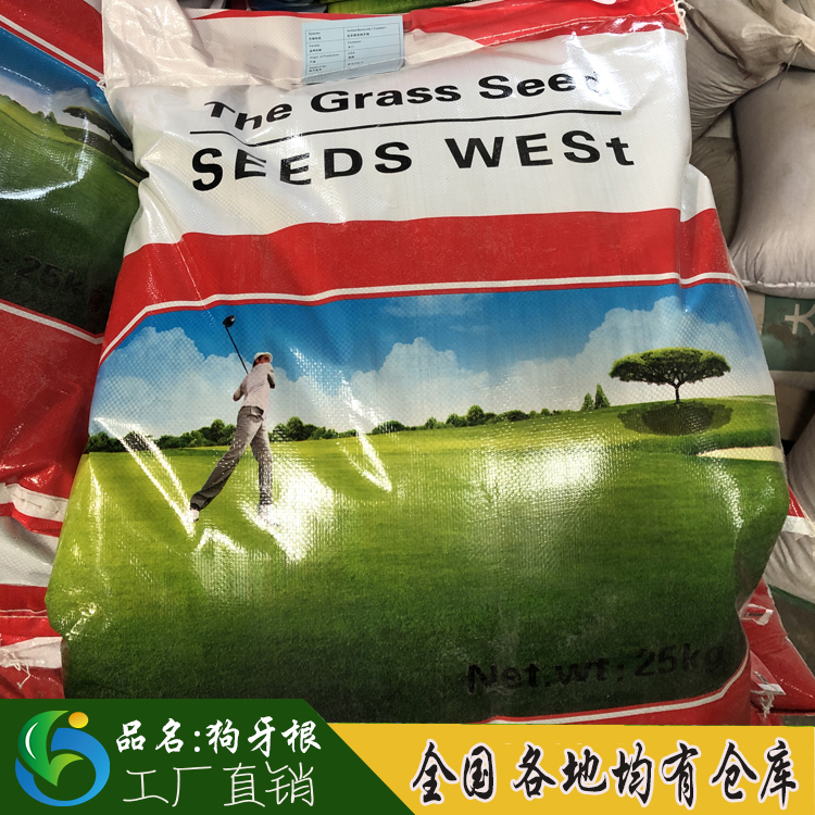 狗牙根種子百慕大草籽圖片/狗牙根種子百慕大草籽樣板圖 (2)