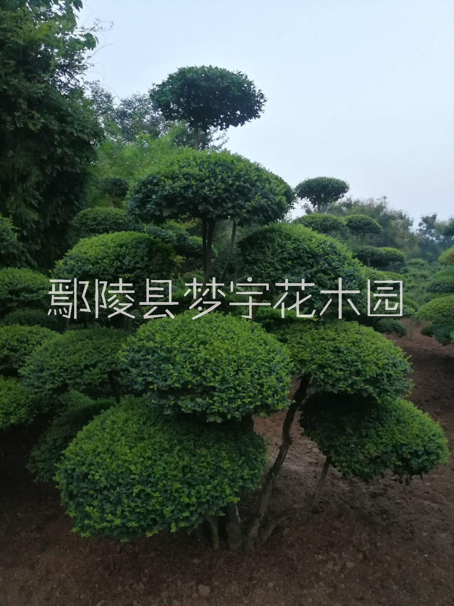 造型小葉女貞圖片/造型小葉女貞樣板圖 (1)