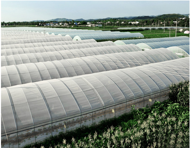 江苏 温室种植大棚工程建议，定制薄膜连栋温室大棚价格图片