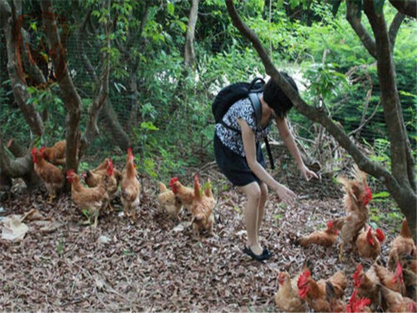 深圳田中園生態(tài)園農家樂可采摘做飯的