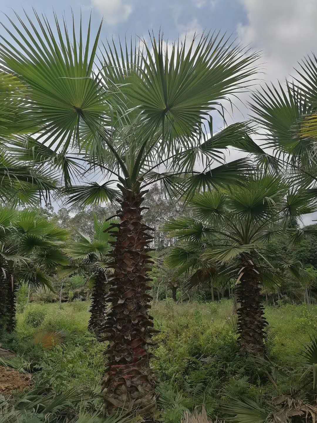 福建老人葵 老人葵基地 各種規(guī)格老人葵 老人葵批發(fā) 老人葵價格 老人葵報價