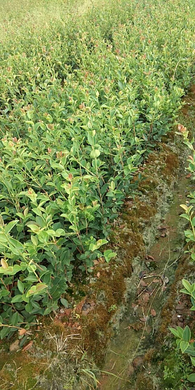 長林40號油茶苗圖片/長林40號油茶苗樣板圖 (3)