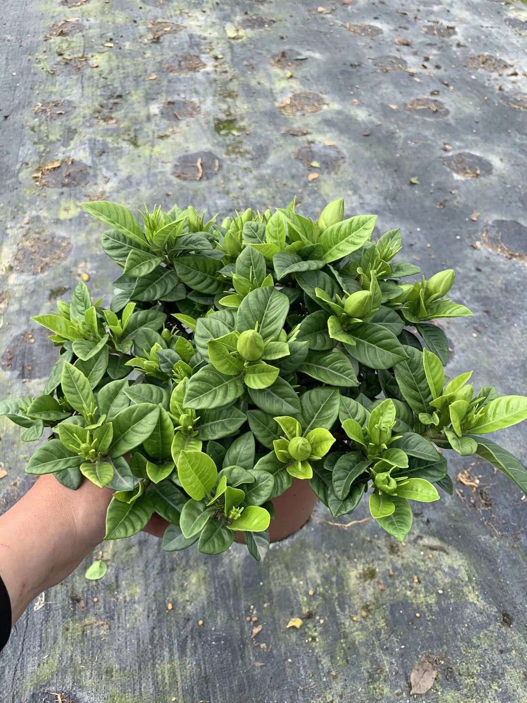 160#小葉梔子花小苗圖片