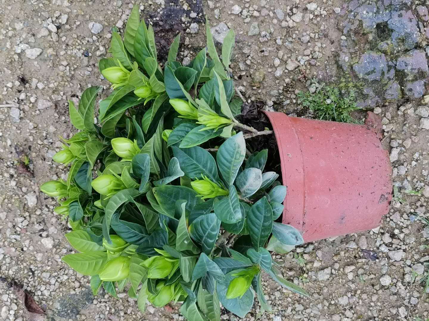 120#小葉梔子花圖片